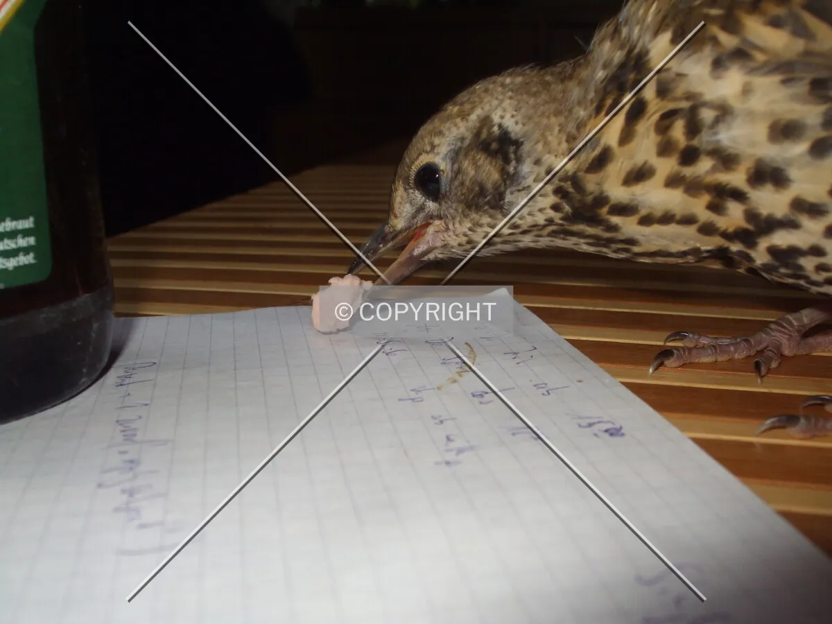 Skylark when feeding.