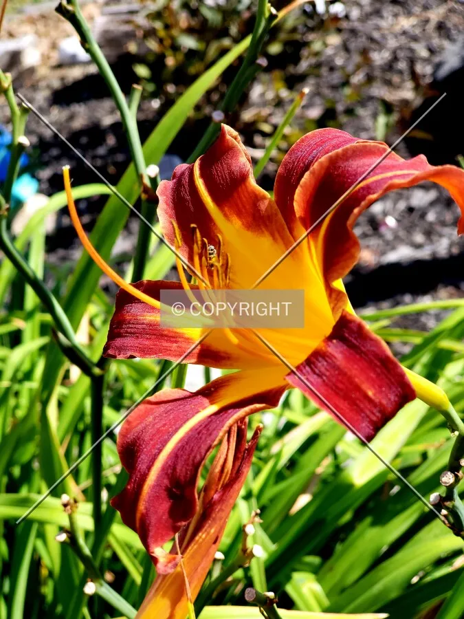 Close-up of a flower in the garden; July 27, 2018