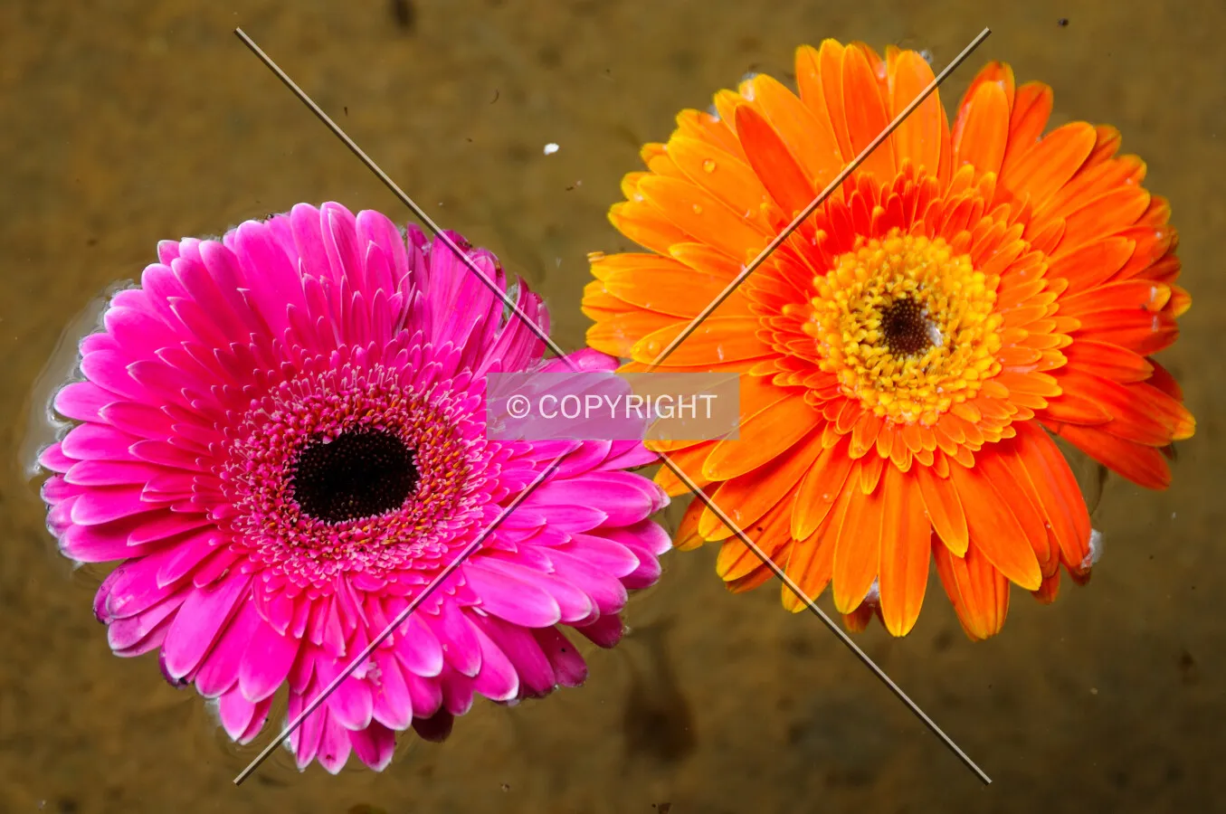 Two colour flowers