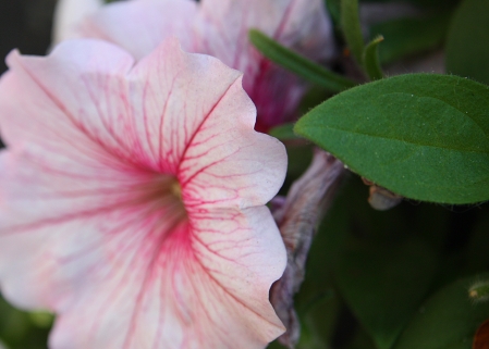 Pink and white flower