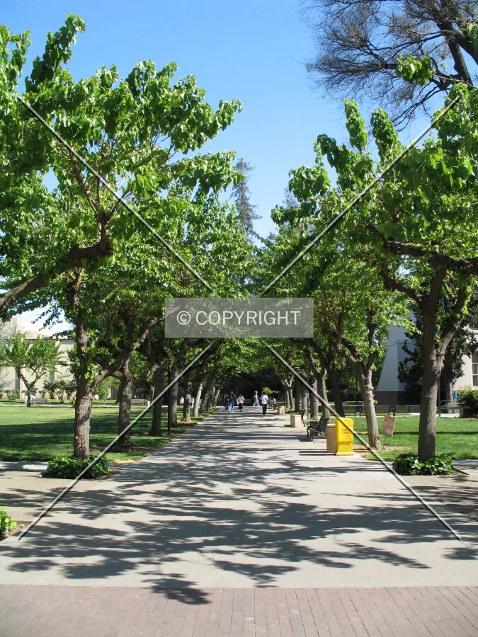 Walkway lined with mulberry trees