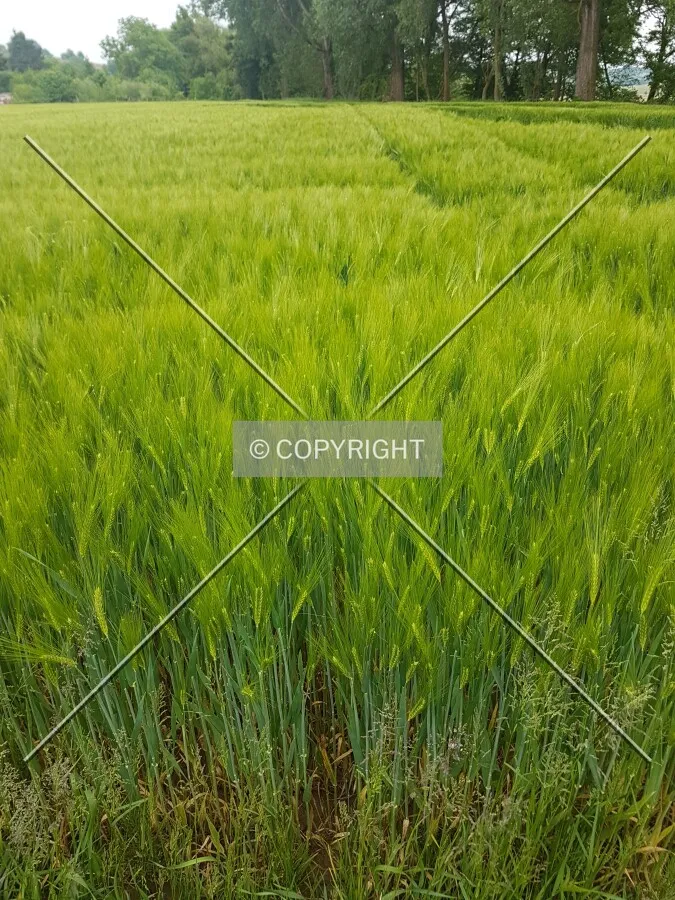 A green cornfield
