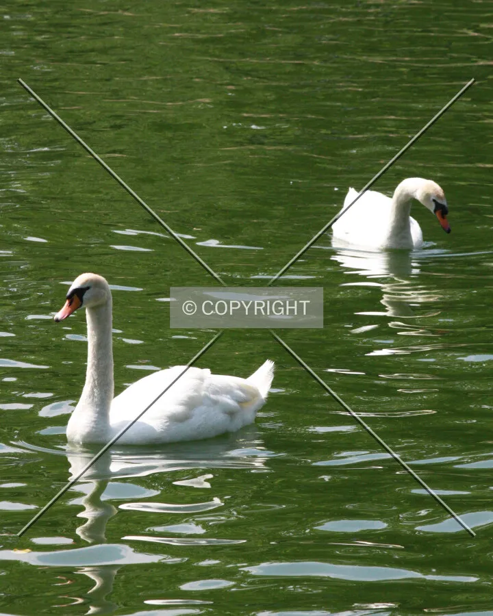 Two swans swimming in the lake