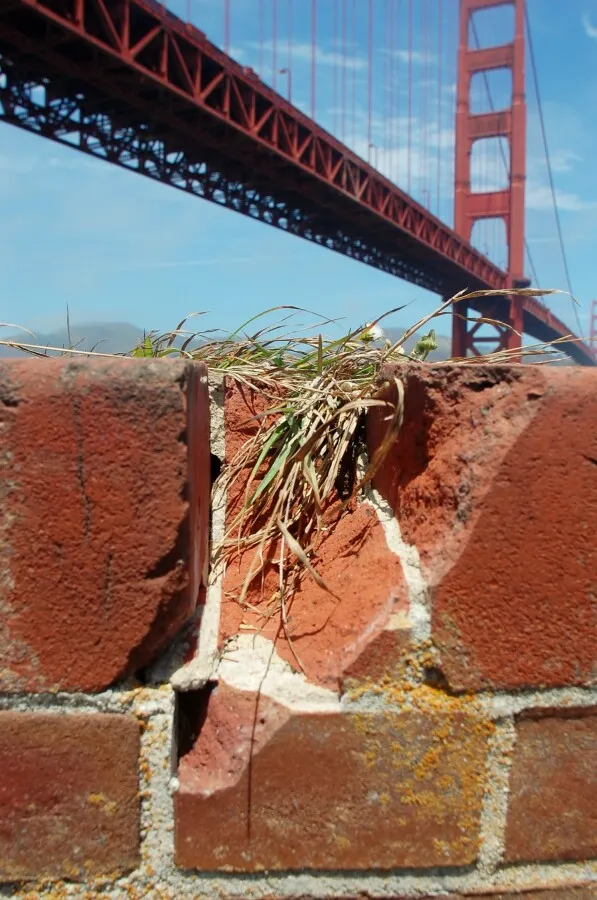 Grass growing in a crack in the bricks