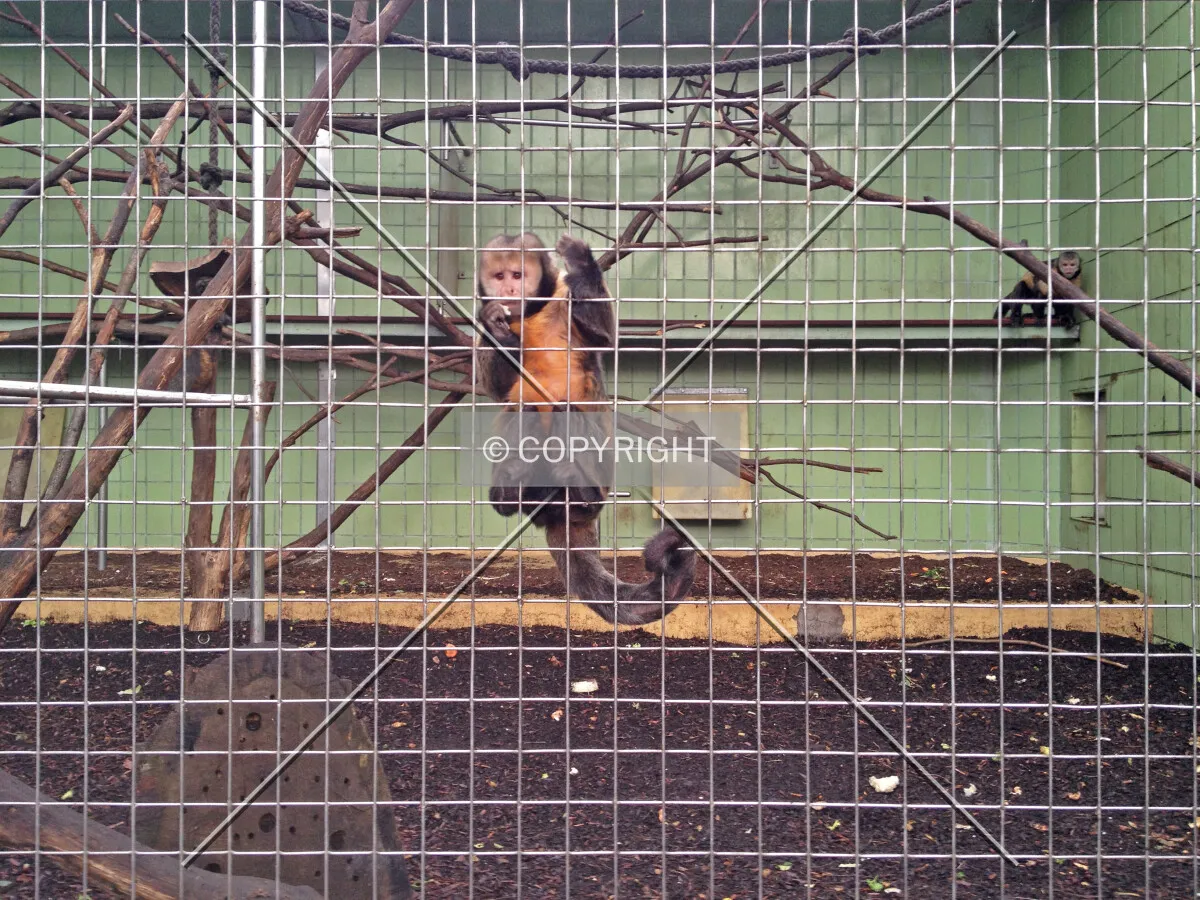 Primate exhibit
