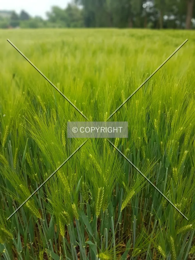 A green cornfield