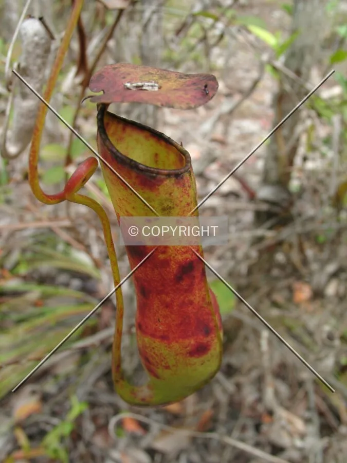 Photo 411-115-441
