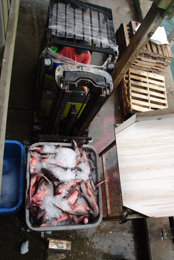 Fresh fish iced down