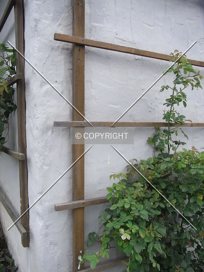 Espalier at Goethes Gartenhaus