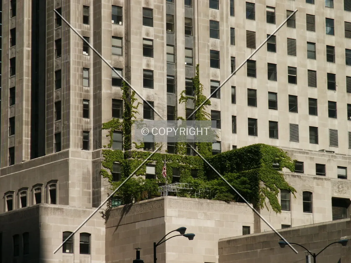 Ivy growing on the southeast corner