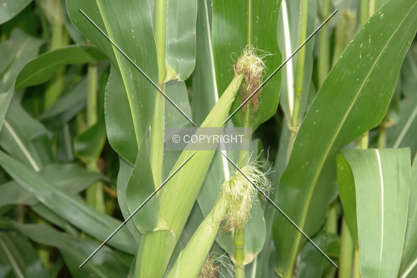Green corn