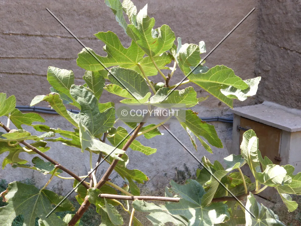 Photo 421-343-732