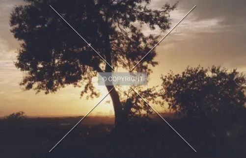 Photo 426-553-619