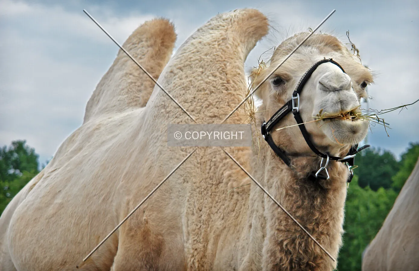 An eating camel
