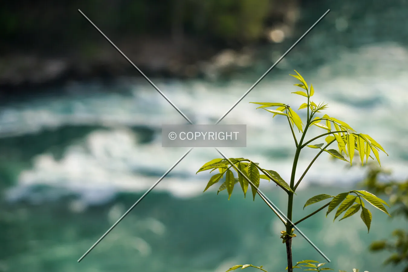 Looking out at the Niagara River; May 23, 2020