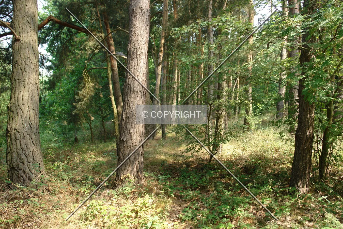 Trees standing in a forest