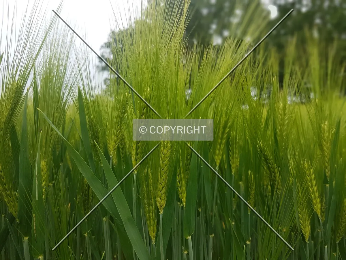 A green cornfield