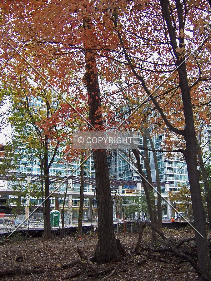 Looking east towards the Oak and Elm Towers from the adjacent forest preserve