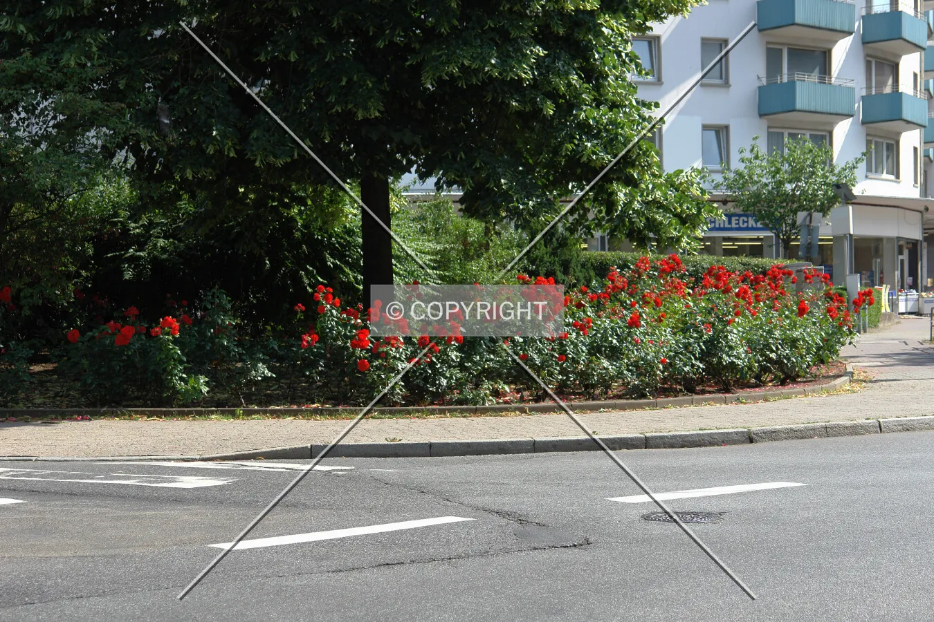 A rose bed