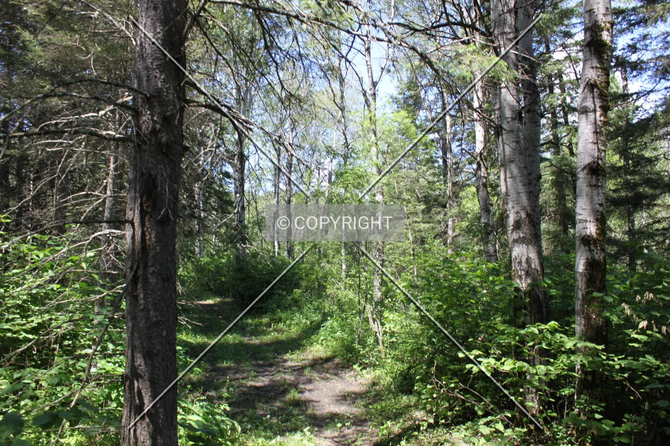 Photo 445-643-684