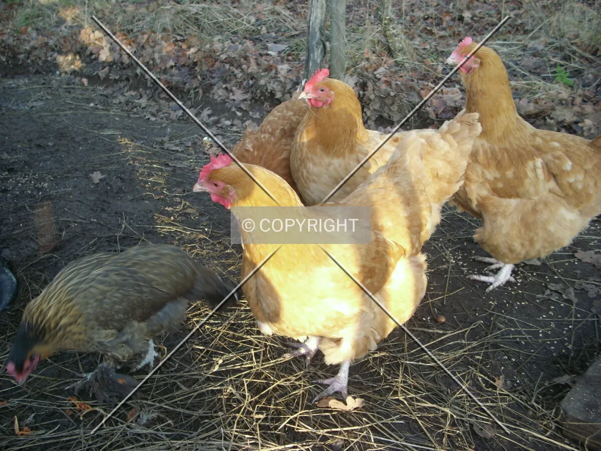 chicken picking some grain