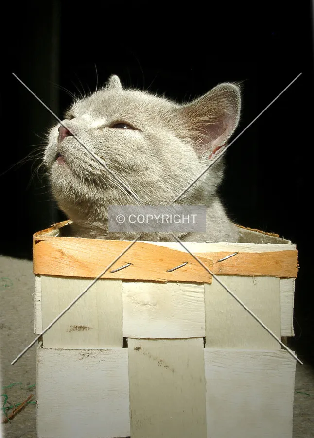 British Shorthair cat smelling