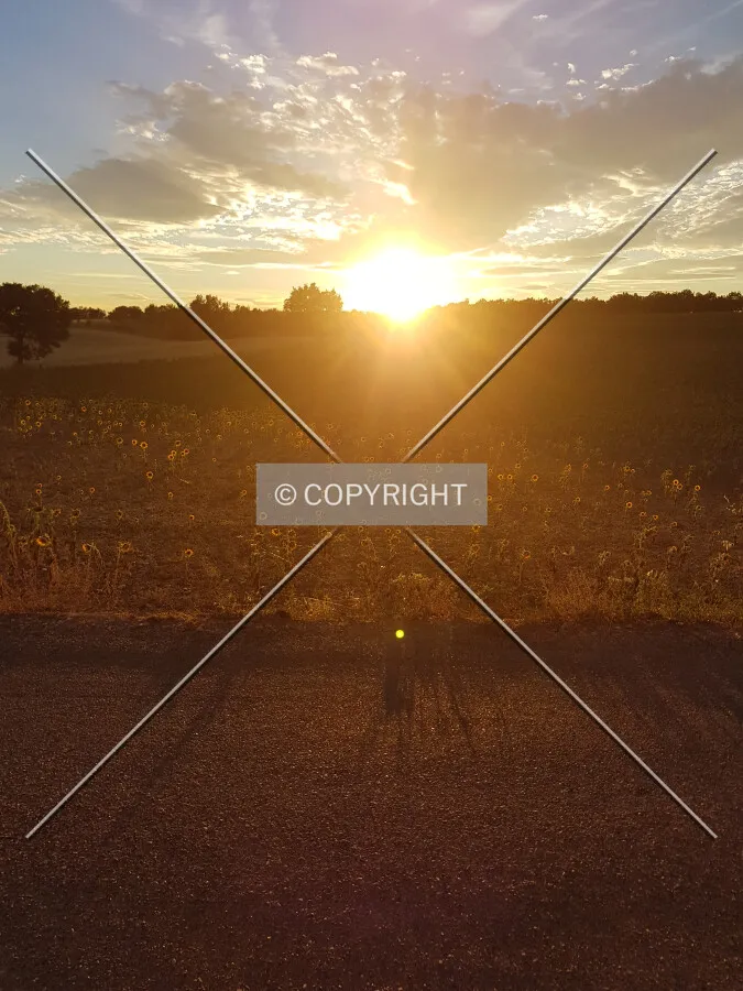 Photo 447-954-885