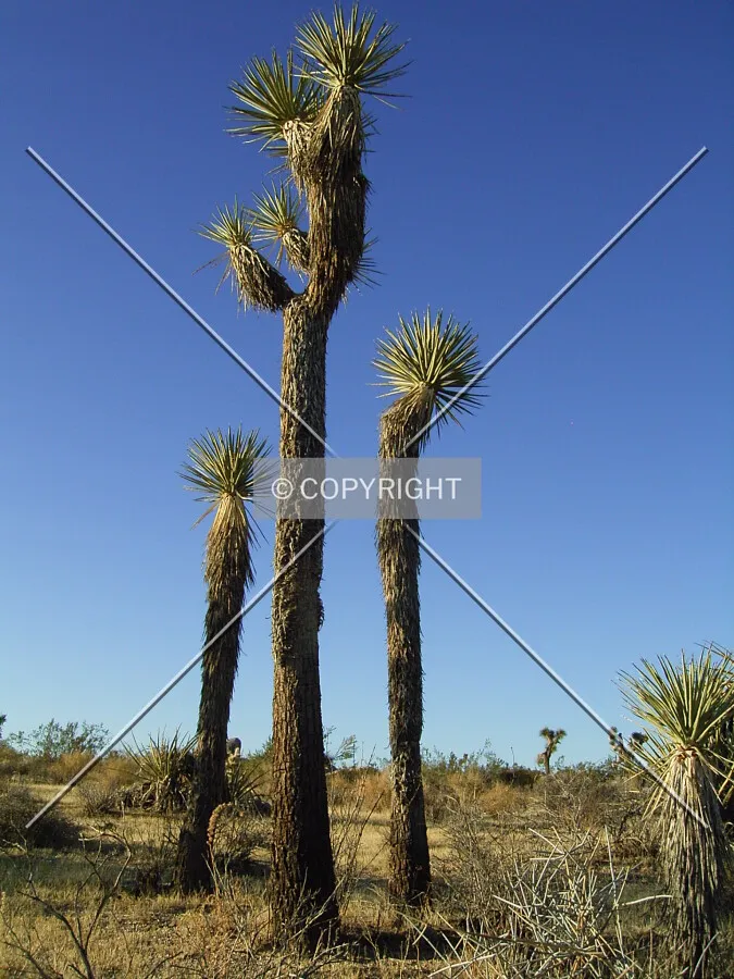 Photo 449-142-778