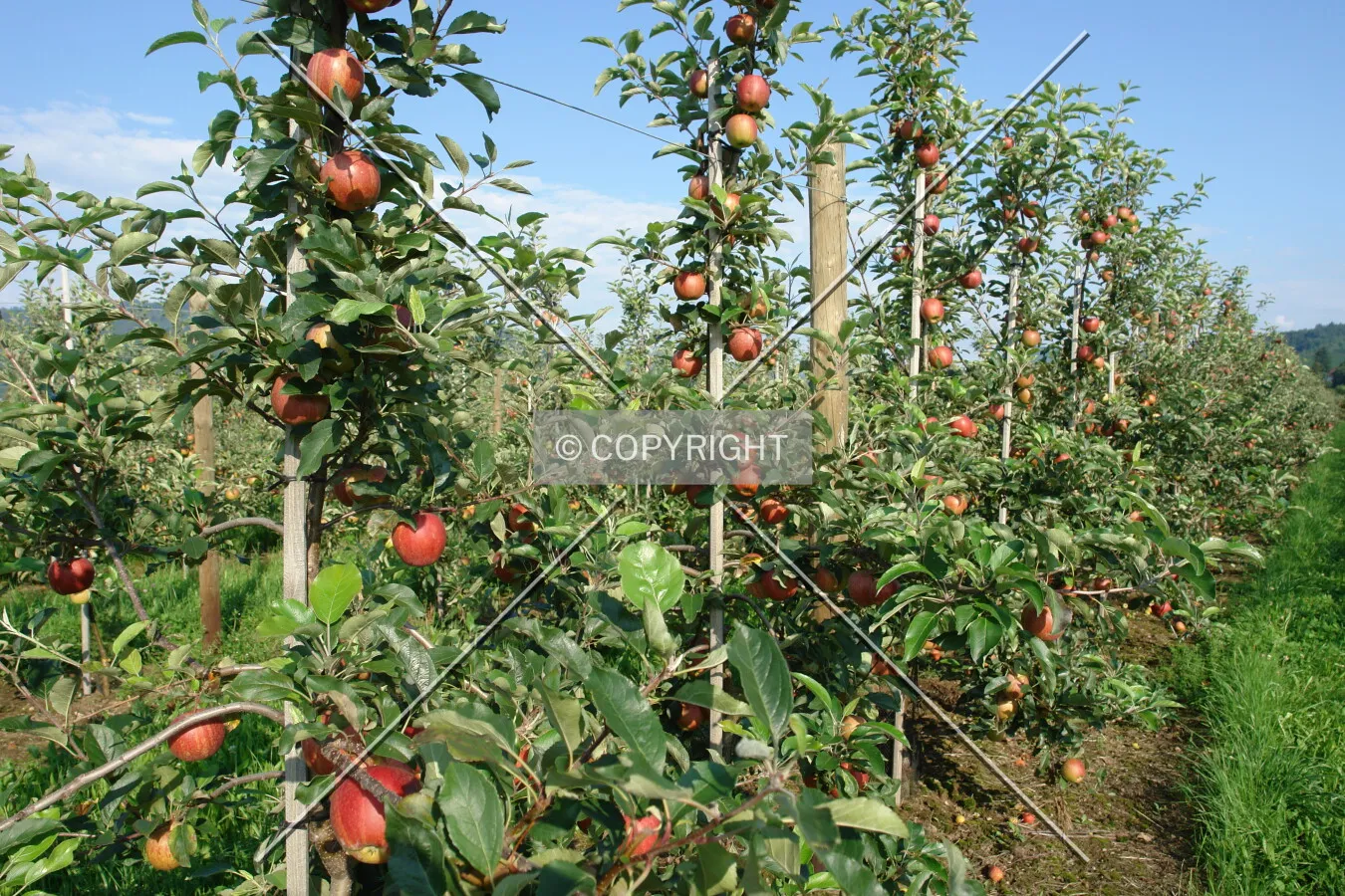 Apple trees where apples are grown