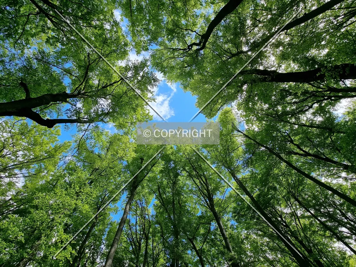 Simply trees in a forest