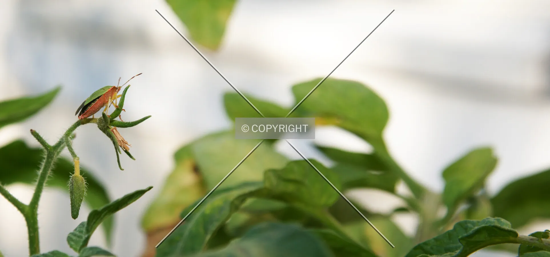 green leaf bug