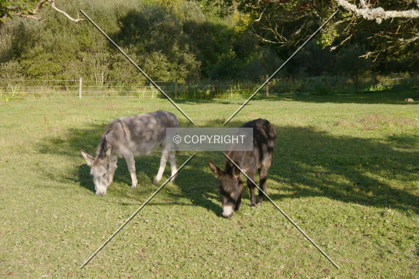 Two donkeys on a meadow