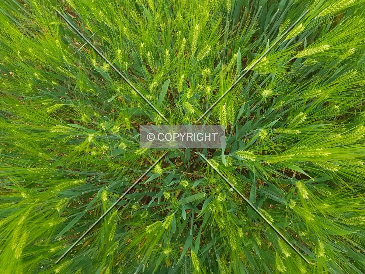 A green cornfield