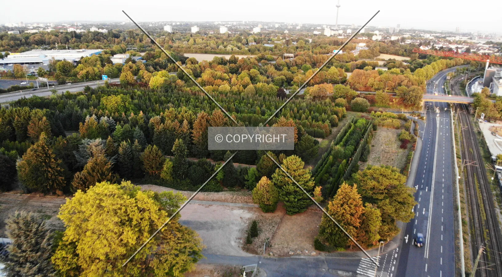 A tree nursery - trees are planted here