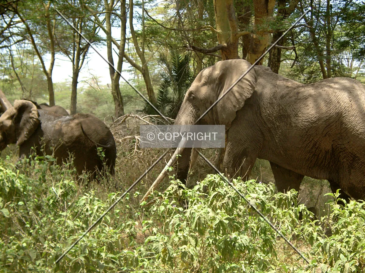 Elefants crossing an forest