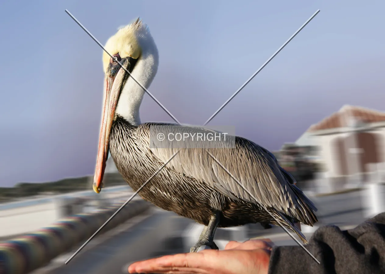 Photo 466-105-117