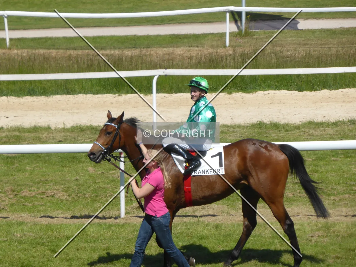 A racing horse