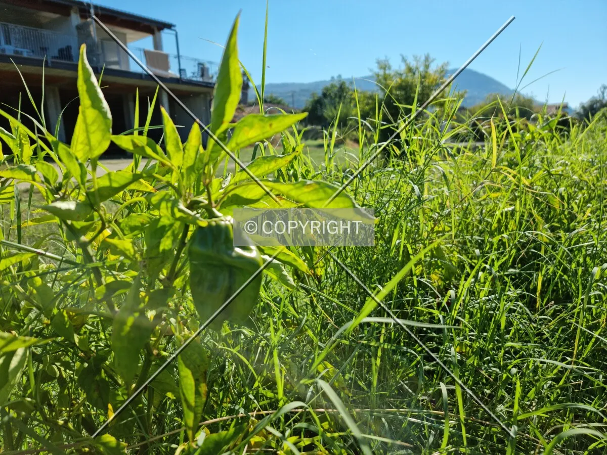 Photo 467-942-492