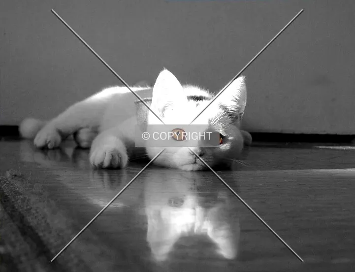 white cat lying on the floor