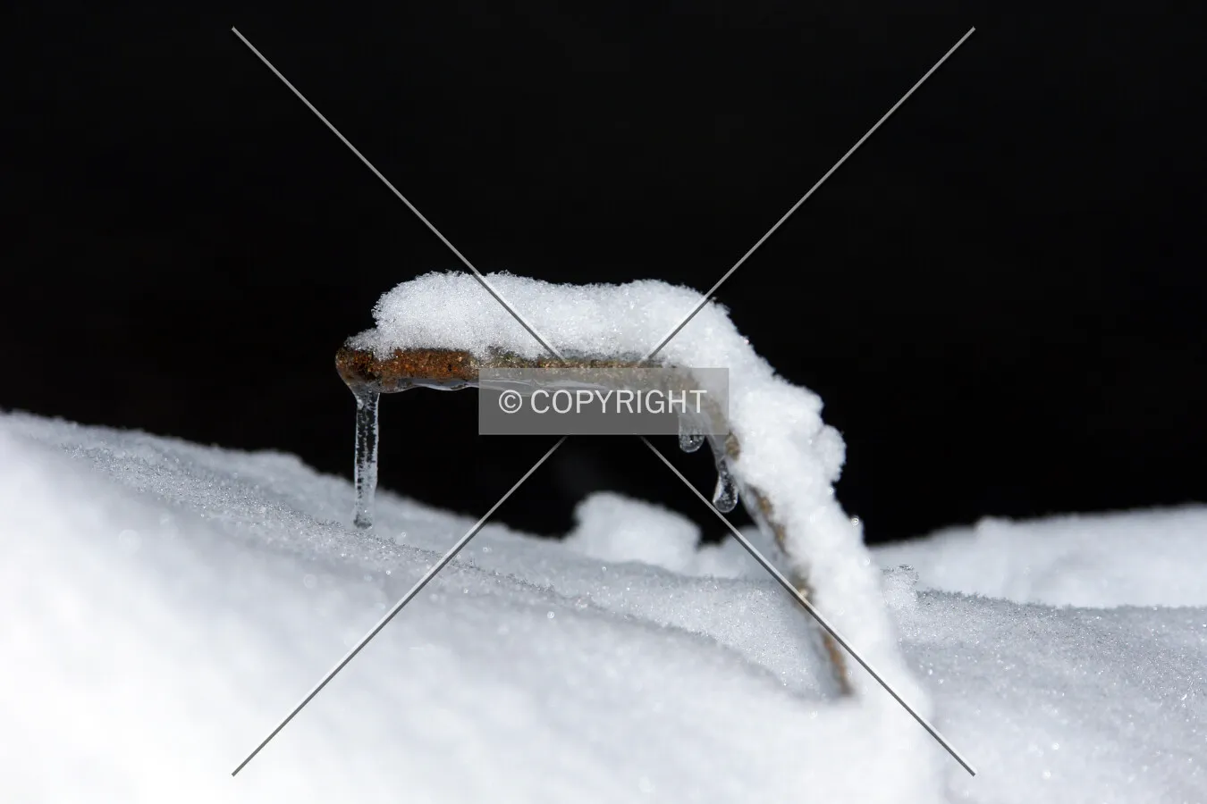 frozen branch in snow macro