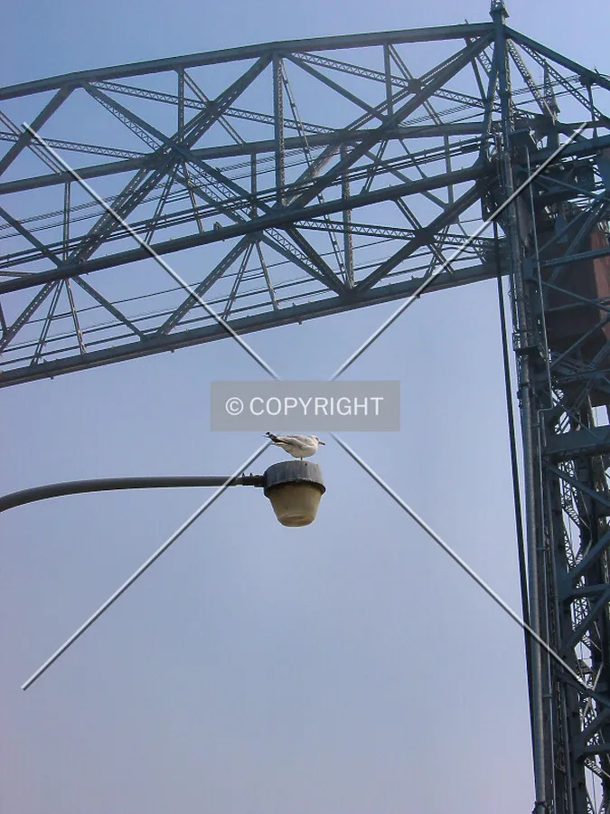 Gull resting on a lamppost under the bridge structure