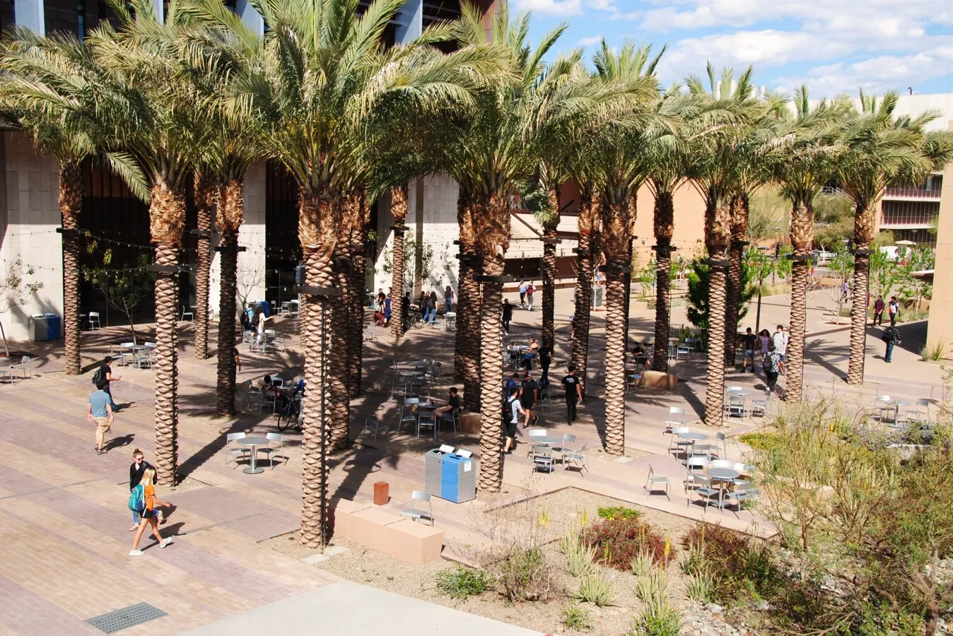 Palm trees along the pedestrian walkway