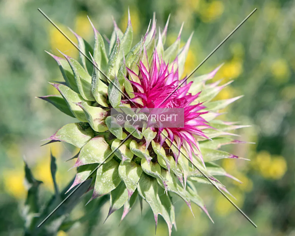 A wild flower starting to bloom