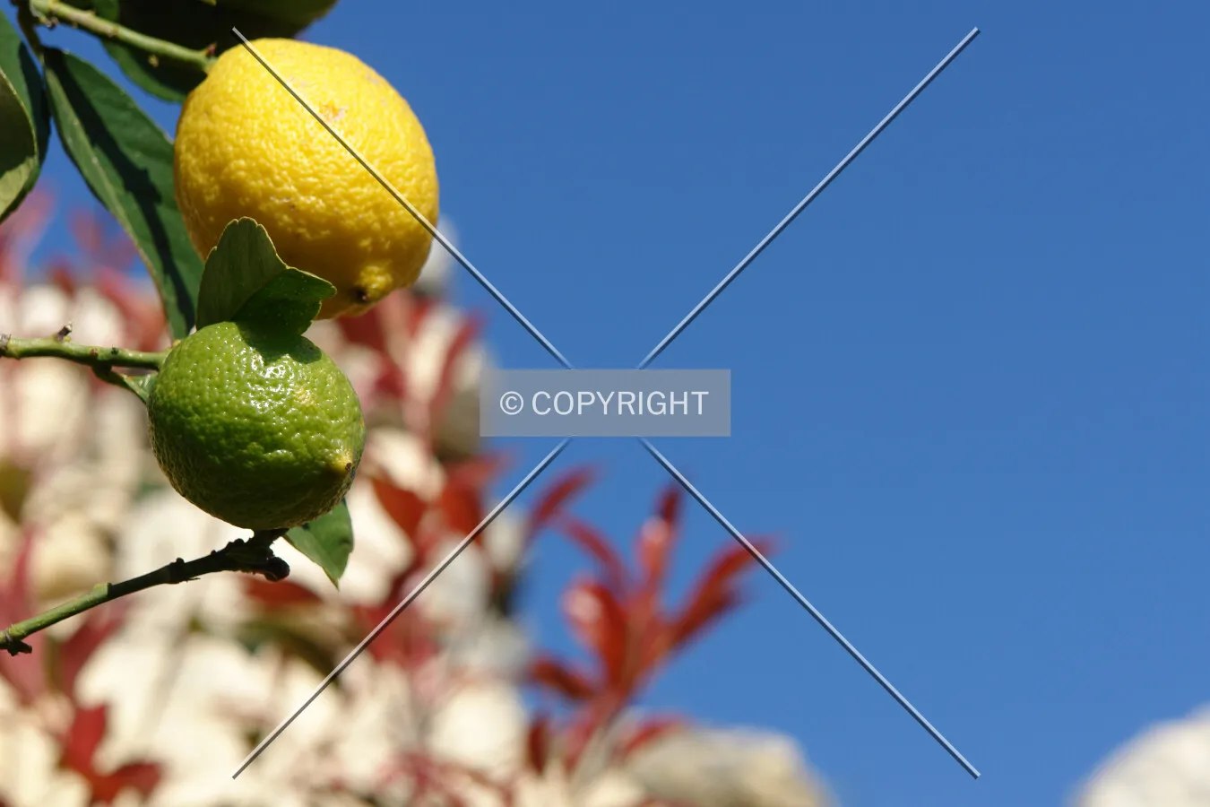 lemon tree green and yellow fruit
