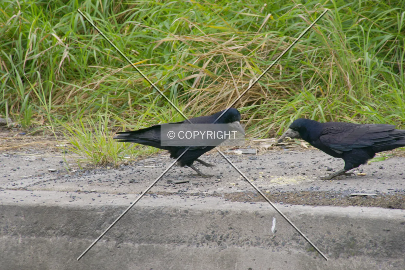 Two black birds on the sidwalk