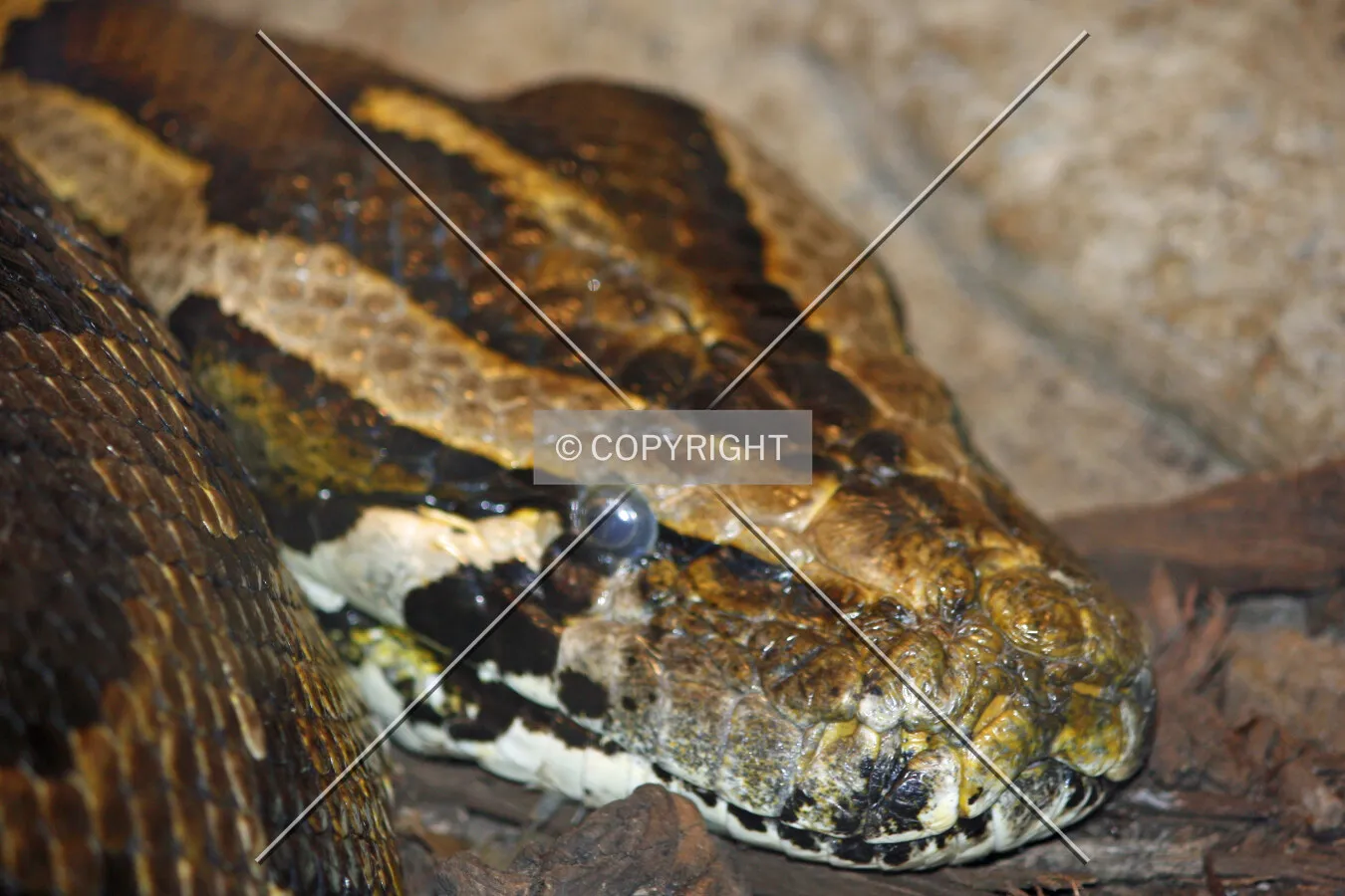 A python's face