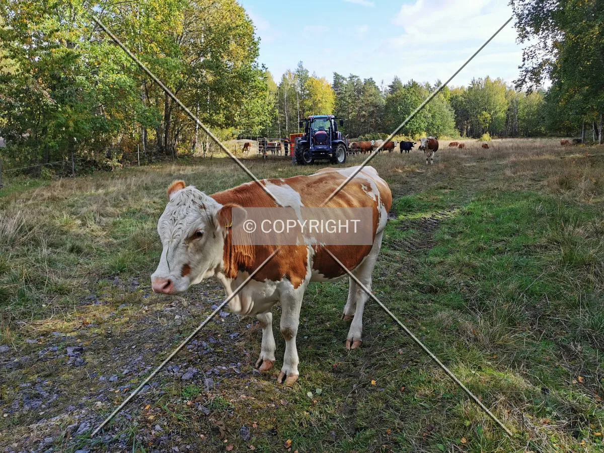 A cow