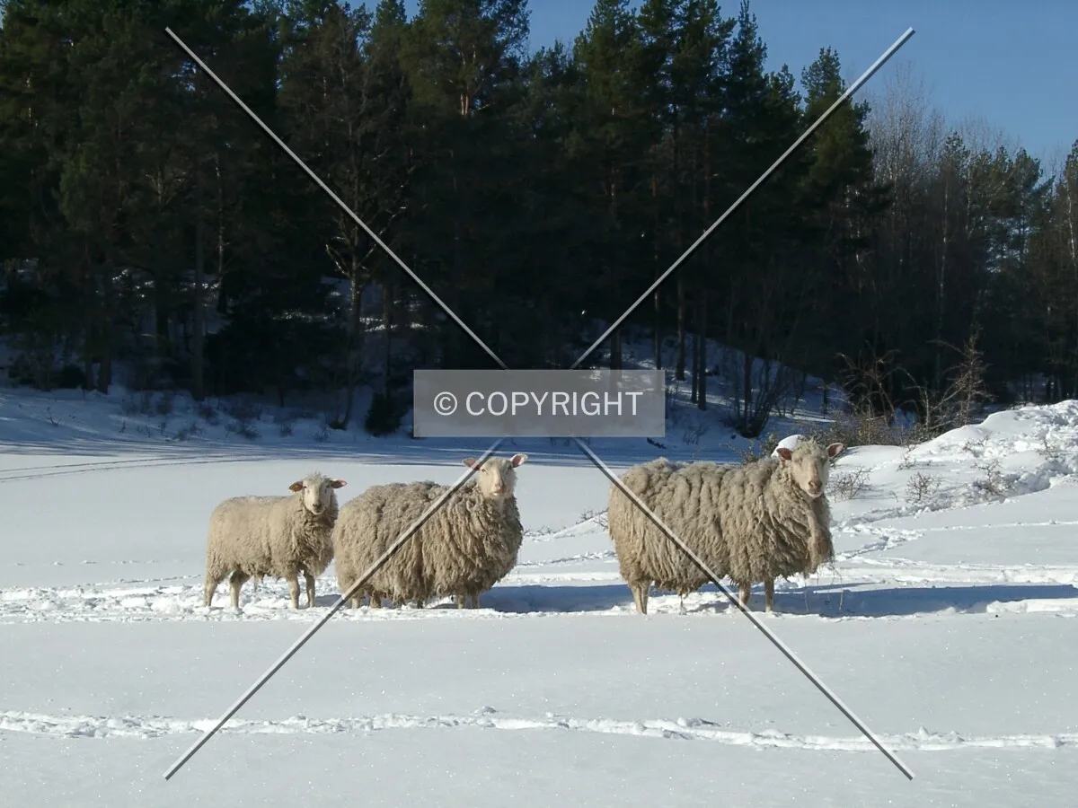 three white sheep in the snow