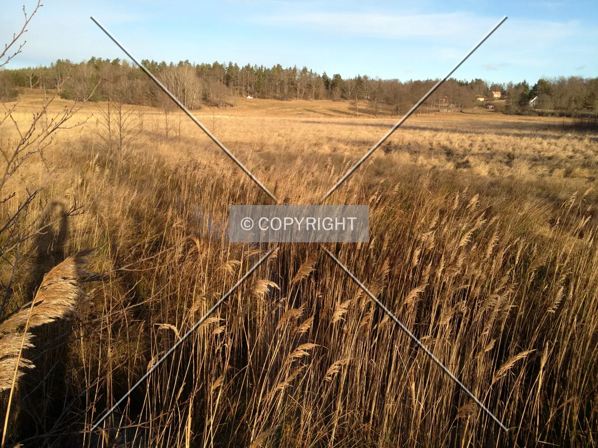 Brown grass meadows in Sweden