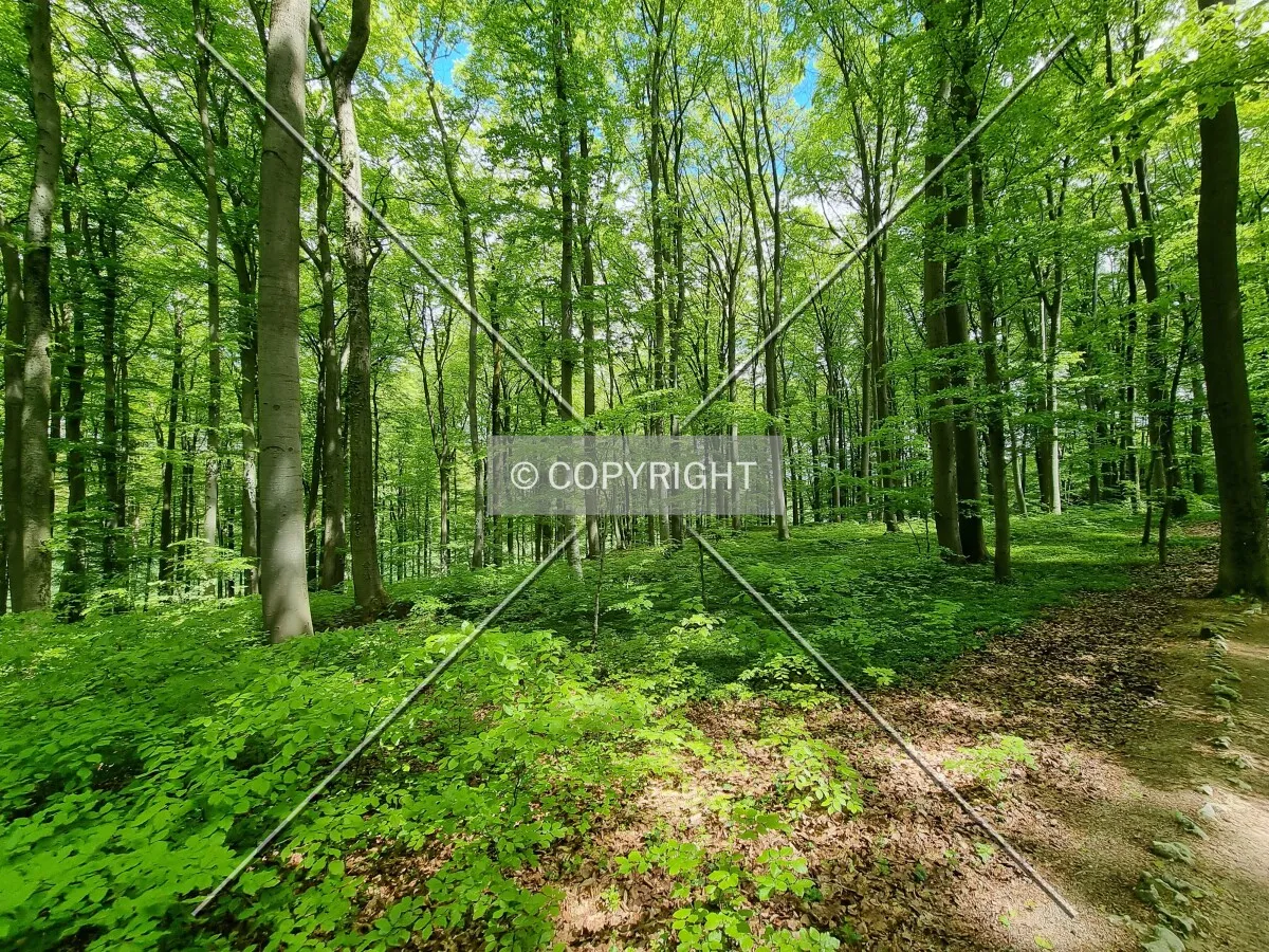 Simply trees in a forest